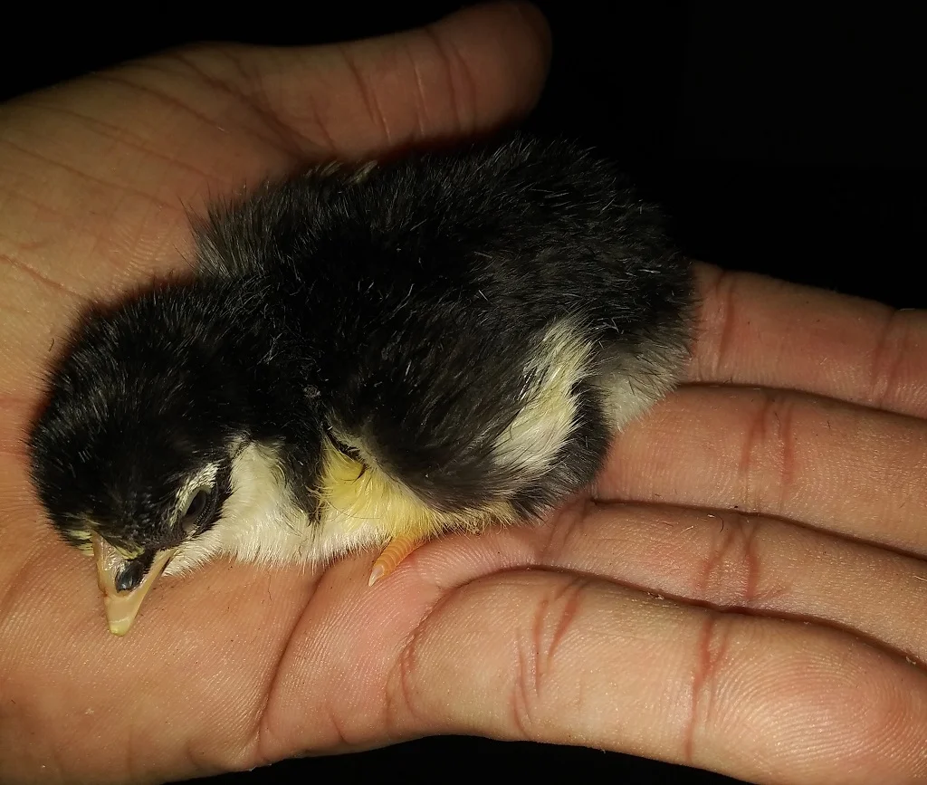 Linaje Banca Los Rebelde