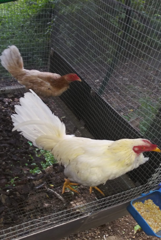 Linaje Banca Los Rebelde