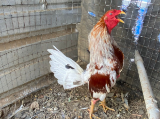 Linaje Banca Los Rebelde