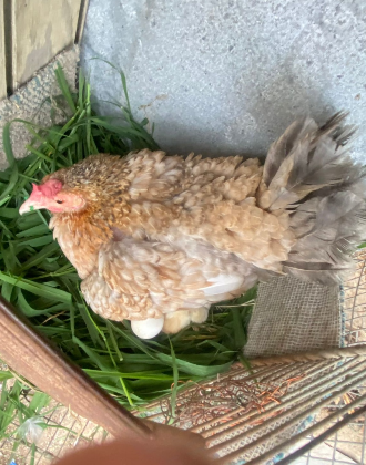 Linaje Banca Los Rebelde