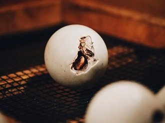 Linaje Banca Los Rebelde