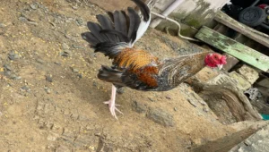 registro banca los rebeldes 2025 (13)