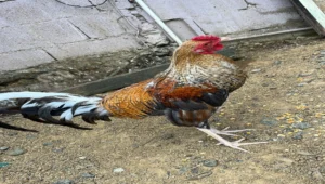 registro banca los rebeldes 2025 (14)