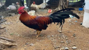 registro banca los rebeldes 2025 (16)