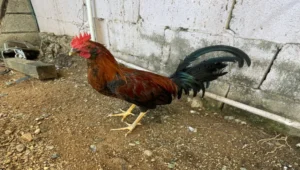 registro banca los rebeldes 2025 (17)