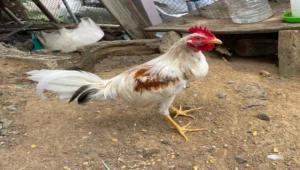 registro banca los rebeldes 2025 (18)