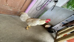 registro banca los rebeldes 2025 (20)