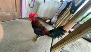 registro banca los rebeldes 2025 (21)