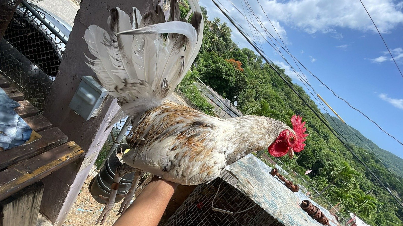 Registro De Ejemplares De Gallos En Puerto Rico