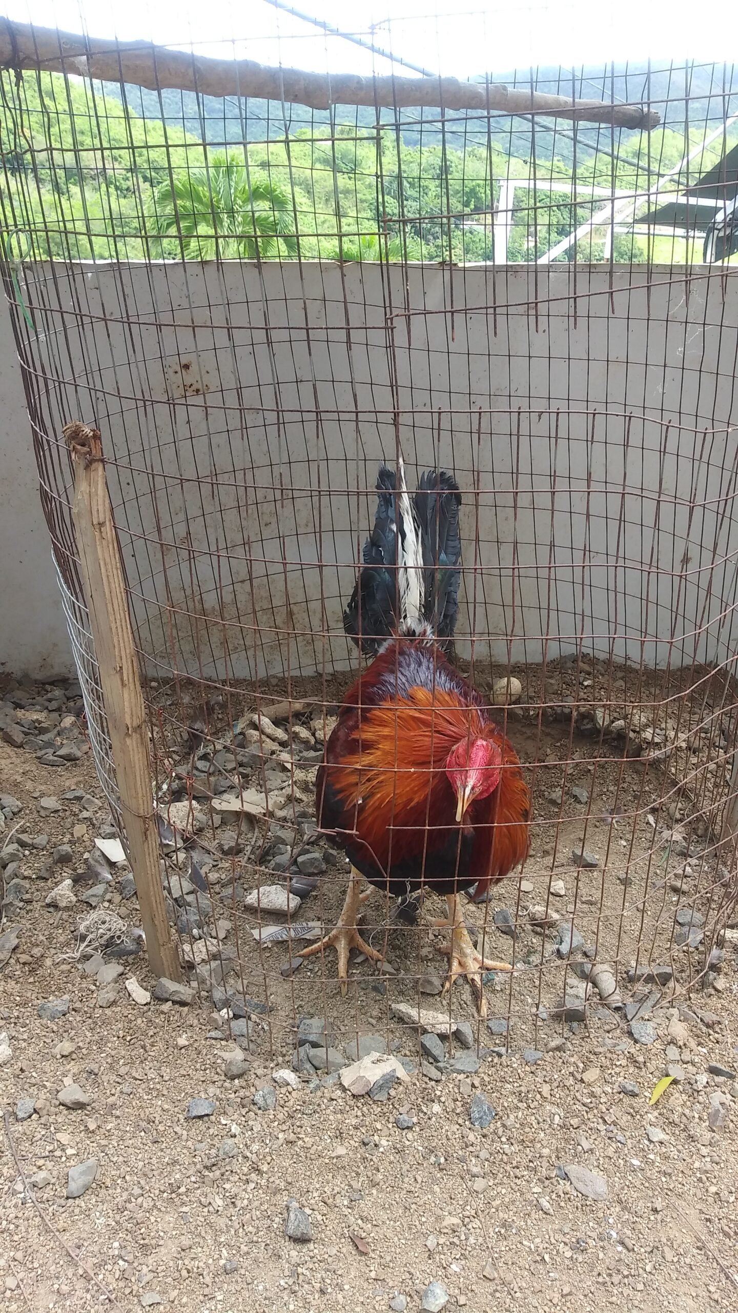 Padrote Joselito Gallo Rubio